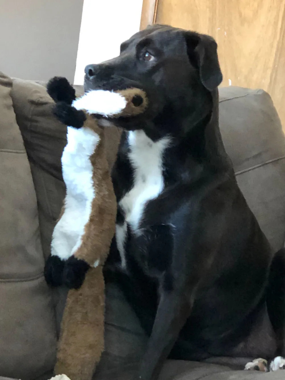 DENPAWS™ No-Stuffing Plush Squeaky Dog Toy